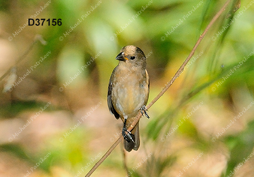 Double-collared Seedeater (Sporophila caerulescens)